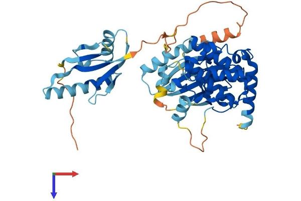 MAP2K5 Protein (AA 1-448) (His tag)