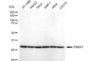 Western blotting analysis using PSMA1 antibody (ABIN7799965).