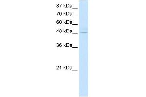 WB Suggested Anti-KLF4 Antibody Titration:  2. (KLF4 Antikörper  (N-Term))
