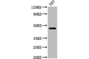 Western Blot Positive WB detected in: U87 whole cell lysate All lanes: NTSR2 antibody at 3. (NTSR2 Antikörper  (AA 359-410))