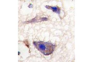Formalin-fixed and paraffin-embedded human brain tissue reacted with Nptx1 Antibody (C-term), which was peroxidase-conjugated to the secondary antibody, followed by DAB staining. (NPX1 Antikörper  (C-Term))