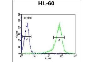 RGS1 Antibody (N-term) (ABIN652704 and ABIN2842468) flow cytometric analysis of HL-60 cells (right histogram) compared to a negative control cell (left histogram). (RGS1 Antikörper  (N-Term))