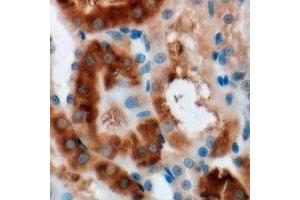 Immunohistochemical analysis of MOCS3 staining in mouse kidney formalin fixed paraffin embedded tissue section. (MOCS3 Antikörper)