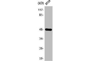 Western Blot analysis of HT29 cells using ABHD2 Polyclonal Antibody (ABHD2 Antikörper  (Internal Region))