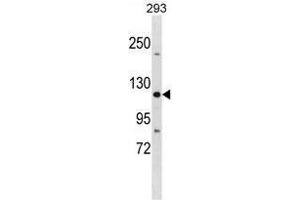 TJP3 Antibody (N-term) western blot analysis in 293 cell line lysates (35 µg/lane). (TJP3 Antikörper  (N-Term))