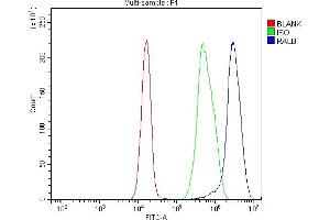 Flow Cytometry analysis of Jurkat cells using anti-RALB antibody (ABIN3043919).