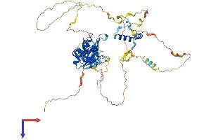 RNP Protein (AA 1-517) (His tag)