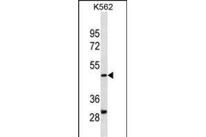 DHODH Antibody (Center) (ABIN1881259 and ABIN2838399) western blot analysis in K562 cell line lysates (35 μg/lane). (DHODH Antikörper  (AA 166-194))