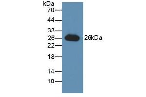 Detection of Recombinant GSTa3, Human using Polyclonal Antibody to Glutathione S Transferase Alpha 3 (GSTa3) (GSTA3 Antikörper  (AA 1-222))