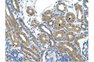 RNF165 antibody was used for immunohistochemistry at a concentration of 4-8 ug/ml to stain Epithelial cells of renal tubule (arrows) in Human Kidney.