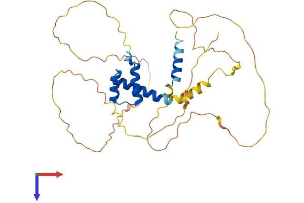 ALX1 Protein (AA 1-326) (His tag)