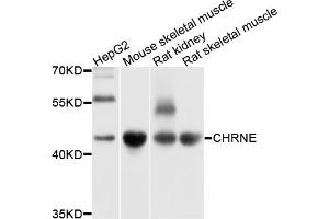 Western blot analysis of extracts of various cell lines, using CHRNE antibody. (CHRNE Antikörper)