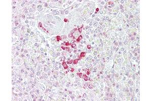 Anti-FRZB antibody IHC of human spleen. (FRZB Antikörper  (AA 216-265))