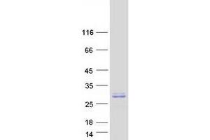 Validation with Western Blot (APOA1BP Protein (Myc-DYKDDDDK Tag))