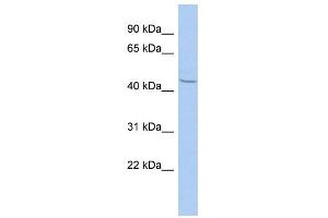 WB Suggested Anti-ZBTB12 Antibody Titration:  0. (ZBTB12 Antikörper  (N-Term))