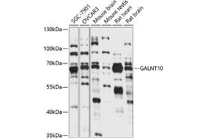 Western blot analysis of extracts of various cell lines, using G antibody (ABIN7271208) at 1:1000 dilution. (GALNT10 Antikörper  (AA 444-603))