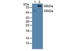 Figure. (SIRPA Antikörper  (AA 105-324))