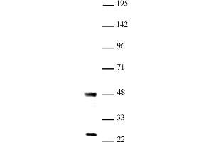 UTF1 antibody (pAb) tested by Western blot Nuclear extract of mouse ES cells (20 μg) probed with UTF1 antibody (1:1,000).