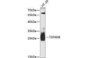Western blot analysis of extracts of HT-29 cells, using TSP antibody (ABIN6128851, ABIN6149644, ABIN6149646 and ABIN6217203) at 1:3000 dilution. (Tspan-8 Antikörper  (AA 110-200))