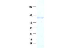 Western Blotting (WB) image for Src Homology 2 Domain Containing Adaptor Protein B (SHB) protein (His tag) (ABIN2731982)