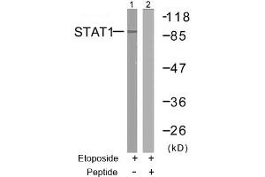 Image no. 2 for anti-Signal Transducer and Activator of Transcription 1, 91kDa (STAT1) (Ser727) antibody (ABIN197392) (STAT1 Antikörper  (Ser727))