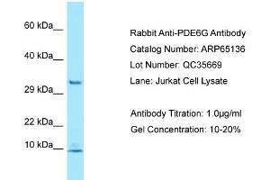 Western Blotting (WB) image for anti-phosphodiesterase 6G, CGMP-Specific, Rod, gamma (PDE6G) (N-Term) antibody (ABIN2790053) (PDE6G Antikörper  (N-Term))