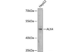 Western blot analysis of extracts of HepG2 cells using ALX4 Polyclonal Antibody at dilution of 1:3000. (ALX4 Antikörper)