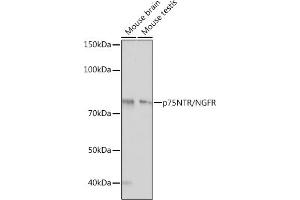 Western blot analysis of extracts of various cell lines, using p75NTR/NGFR antibody (ABIN7268850) at 1:1000 dilution. (NGFR Antikörper)