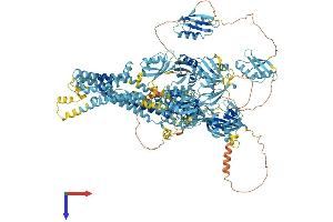 ATP7A Protein (AA 1-1500) (His tag)