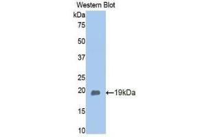 Western Blotting (WB) image for anti-Adiponectin (ADIPOQ) (AA 111-244) antibody (ABIN1173289) (ADIPOQ Antikörper  (AA 111-244))