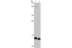 Western Blotting (WB) image for anti-NADH Dehydrogenase (Ubiquinone) 1 alpha Subcomplex, 5, 13kDa (NDUFA5) antibody (ABIN2430515) (NDUFA5 Antikörper)