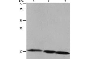 Western Blot analysis of Raji cell, Mouse liver and heart tissue using FIS1 Polyclonal Antibody at dilution of 1:500 (Fission 1 Antikörper)