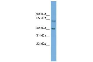 PRKACA antibody used at 1 ug/ml to detect target protein. (PRKACA Antikörper  (N-Term))