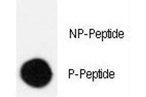 Dot blot analysis of phospho-CRK antibody. (Crk Antikörper  (pSer41))