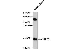 Western blot analysis of extracts of mouse heart, using ANAPC11 antibody. (ANAPC11 Antikörper)
