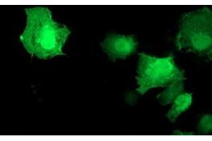 Anti-AKT1 mouse monoclonal antibody (ABIN2455511) immunofluorescent staining of COS7 cells transiently transfected by pCMV6-ENTRY AKT1 (RC220257). (AKT1 Antikörper)