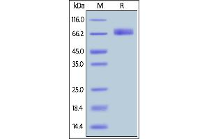 Human B7-H2, Fc Tag on  under reducing (R) condition.