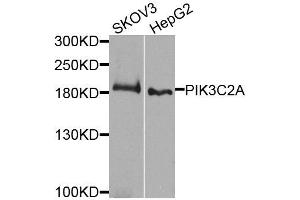 Western blot analysis of extracts of various cell lines, using PIK3C2A antibody (ABIN5995585) at 1/1000 dilution. (PIK3C2A Antikörper)