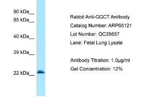 Western Blotting (WB) image for anti-gamma-Glutamylcyclotransferase (GGCT) (C-Term) antibody (ABIN2790049)