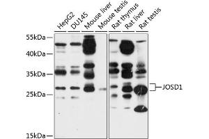 Western blot analysis of extracts of various cell lines, using JOSD1 antibody (ABIN6132200, ABIN6142664, ABIN6142665 and ABIN6214674) at 1:1000 dilution. (JOSD1 Antikörper  (AA 1-202))