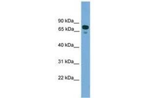 Image no. 1 for anti-Zinc Finger Protein 599 (ZNF599) (N-Term) antibody (ABIN6744878) (ZNF599 Antikörper  (N-Term))