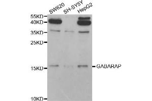 Western Blotting (WB) image for anti-GABA(A) Receptor-Associated Protein (GABARAP) antibody (ABIN1876817) (GABARAP Antikörper)