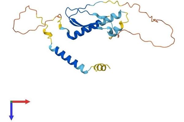 AKIP1 Protein (AA 1-210) (His tag)