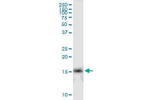 IFITM2 MaxPab polyclonal antibody. (IFITM2 Antikörper  (AA 1-132))