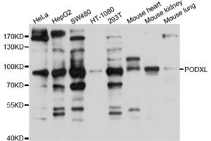 Western blot analysis of extracts of various cell lines, using PODXL antibody (ABIN4904807) at 1:1000 dilution. (PODXL Antikörper)