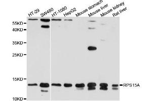 Western blot analysis of extract of various cells, using RPS15A antibody. (RPS15A Antikörper)