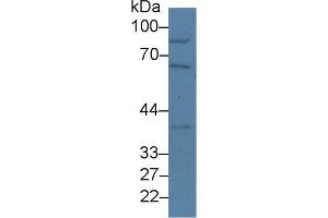 Western blot analysis of Mouse Lung lysate, using Mouse NUP50 Antibody (2 µg/ml) and HRP-conjugated Goat Anti-Rabbit antibody ( (NUP50 Antikörper  (AA 134-393))