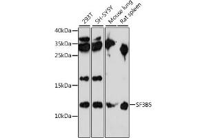 Western blot analysis of extracts of various cell lines, using SF3B5 antibody (ABIN7270546) at 1:1000 dilution.