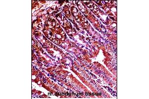 Mouse Abl1 Antibody (Center) ((ABIN657828 and ABIN2846795))immunohistochemistry analysis in formalin fixed and paraffin embedded mouse duodenum tissue followed by peroxidase conjugation of the secondary antibody and DAB staining.