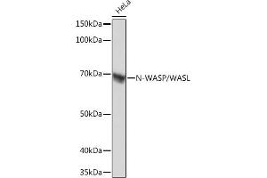 Western blot analysis of extracts of HeLa cells, using N-WASP/N-WASP/WASL Rabbit mAb (ABIN7268856) at 1:1000 dilution. (Neural Wiskott-Aldrich syndrome protein (WASL) Antikörper)
